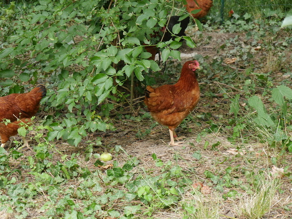 P1110733