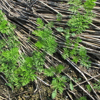 68 - Jardin de Manspach - Fabrice Meyer