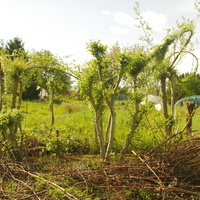 68 - Jardin de Manspach - Fabrice Meyer