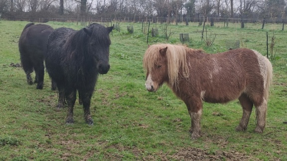 IMG 20260215 155656 - Copie